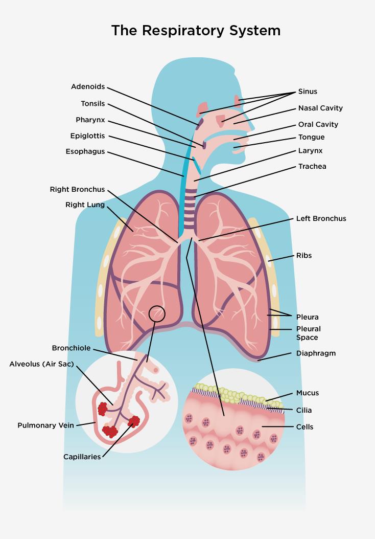 Respiratory System | the lung association